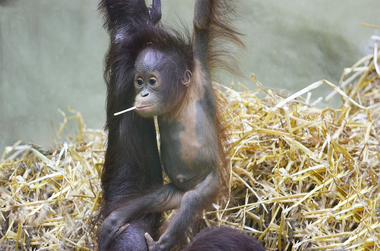 Orang Utan, Beždžionė, Orangutanas, Ape, Miškas Žmogus, Borneo, Nykstantis, Zoologijos Sodas, Gresia Pavojus, Kailis