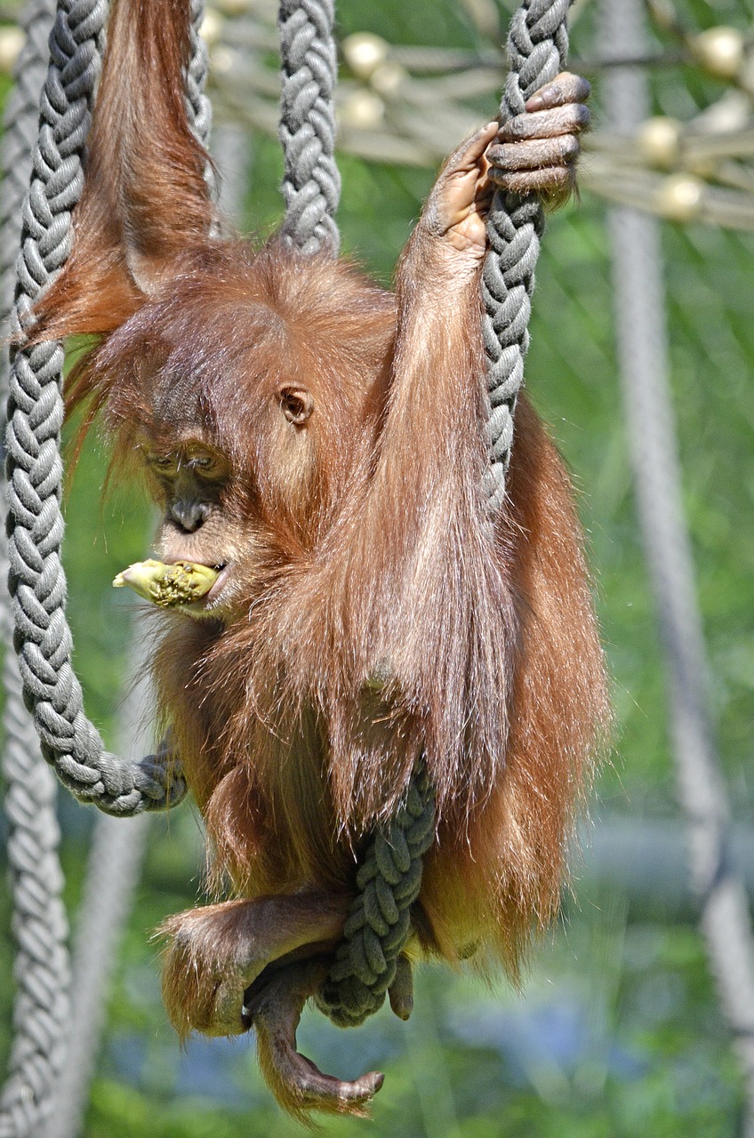 Orang Utan, Beždžionė, Ape, Orang-Utan, Sąmoningas, Žinduolis, Zoologijos Sodas, Juokinga, Beždžionių Portretas, Primatas