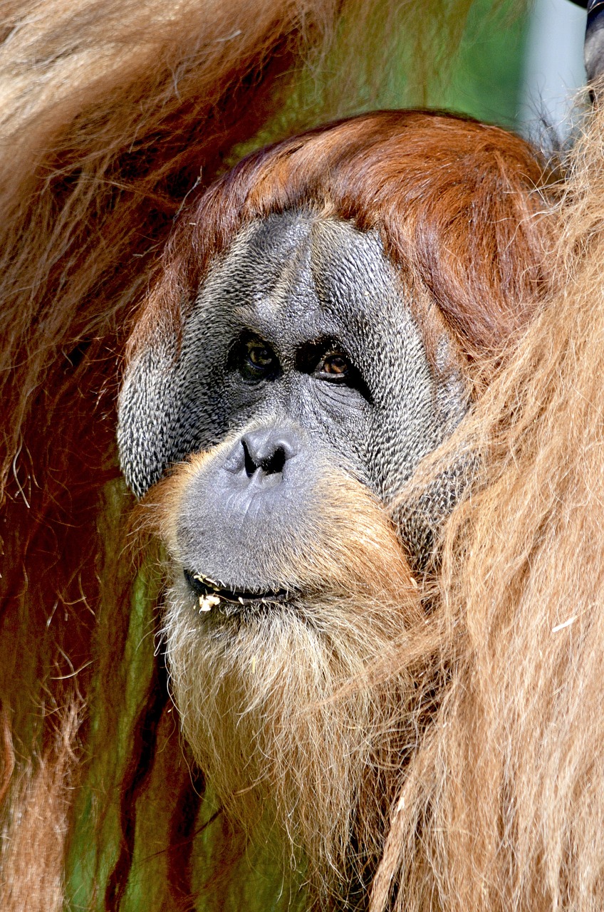 Orang Utan, Beždžionė, Ape Žmogus, Ape, Miškas Žmogus, Gyvūnų Portretas, Orang-Utan, Primatai, Sąmoningas, Zoologijos Sodas