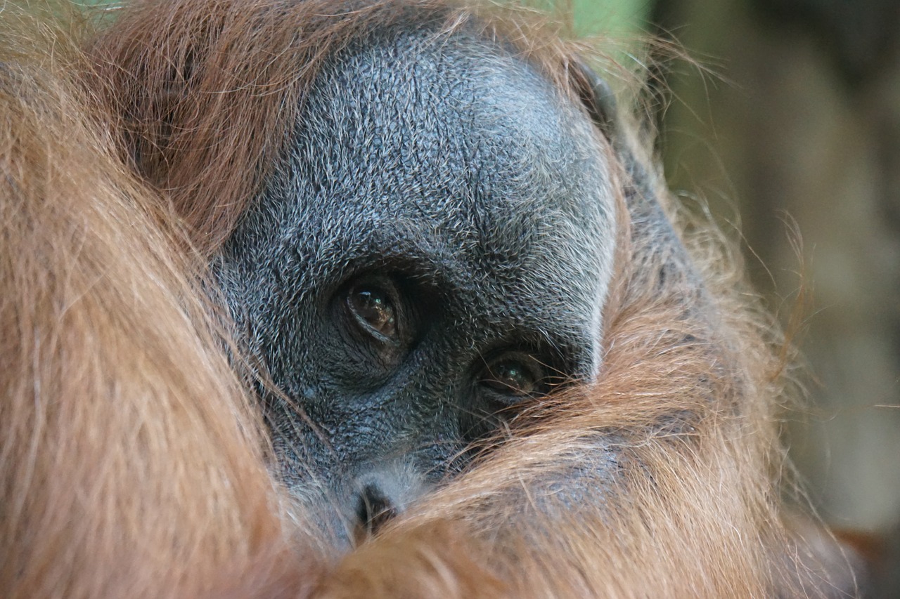 Orang Utan, Primatas, Ape, Senojo Pasaulio Beždžionė, Beždžionių Portretas, Galvoti, Mąstymas, Ilgi Plaukai, Medžio Alpinistras, Sumatra