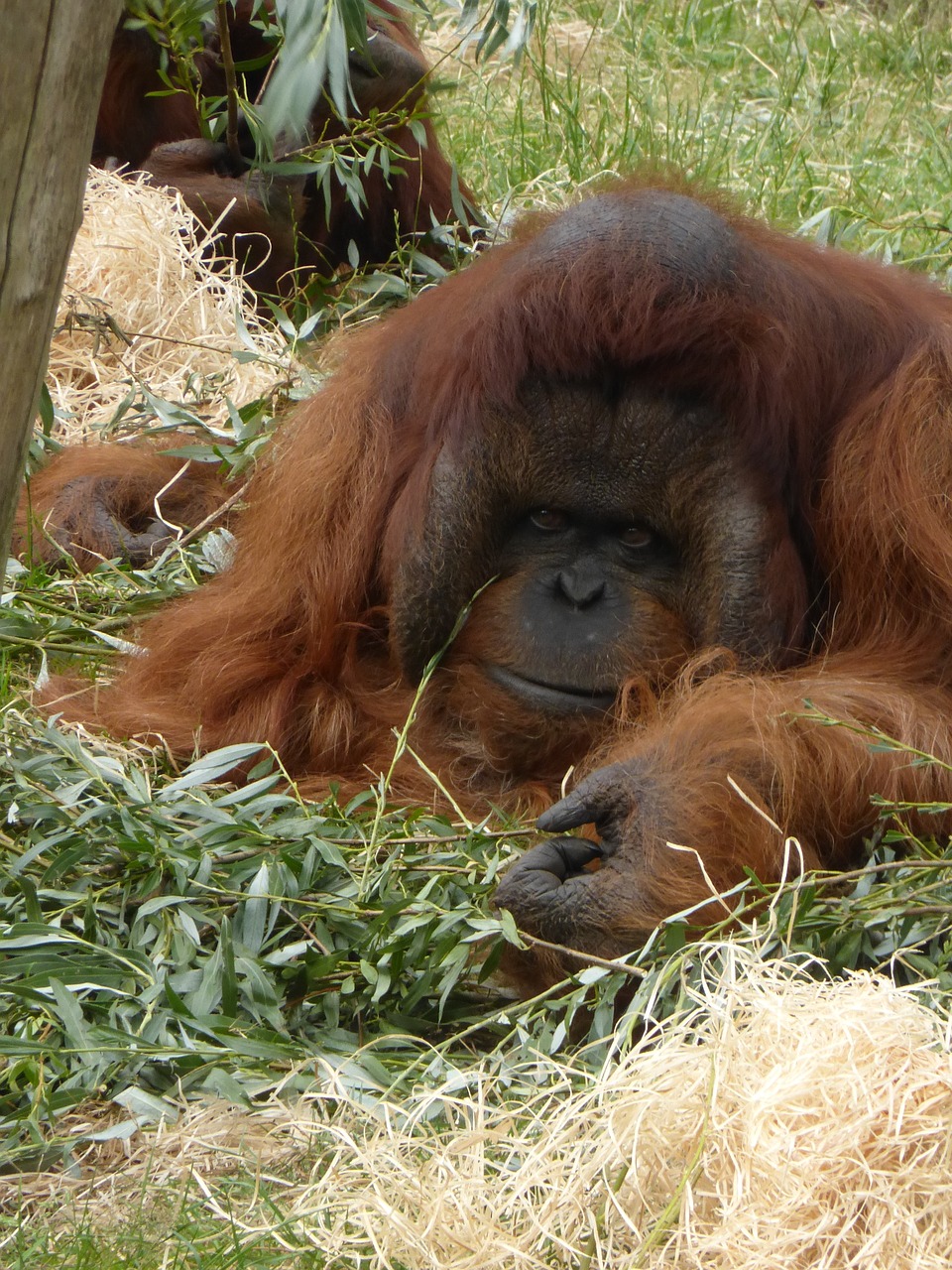 Orang-Utan, Mensenafas, Apenheul, Apeldoorn, Nemokamos Nuotraukos,  Nemokama Licenzija