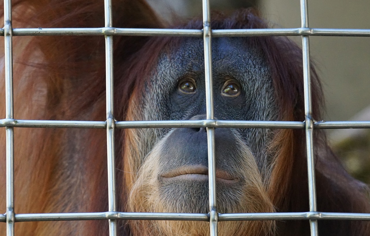 Orang Utan, Ape, Primatas, Senojo Pasaulio Beždžionė, Medžio Alpinistras, Melancholiškas, Gedulas, Psichinis Skausmas, Laisvė, Imituoti