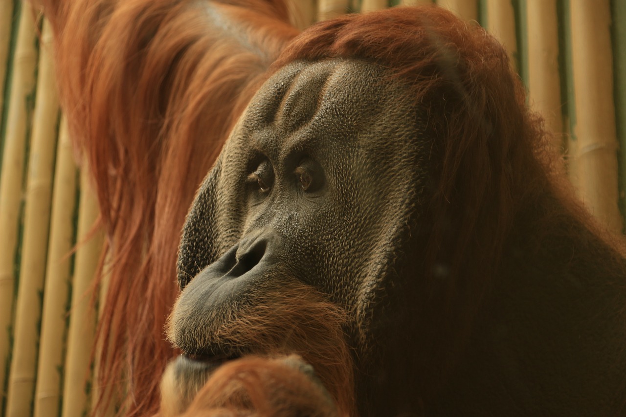 Orang Utan, Senojo Pasaulio Beždžionė, Beždžionė, Primatai, Ape, Zoologijos Sodas, Ilgi Plaukai, Sąmoningas, Mąstymas, Ape Žmogus