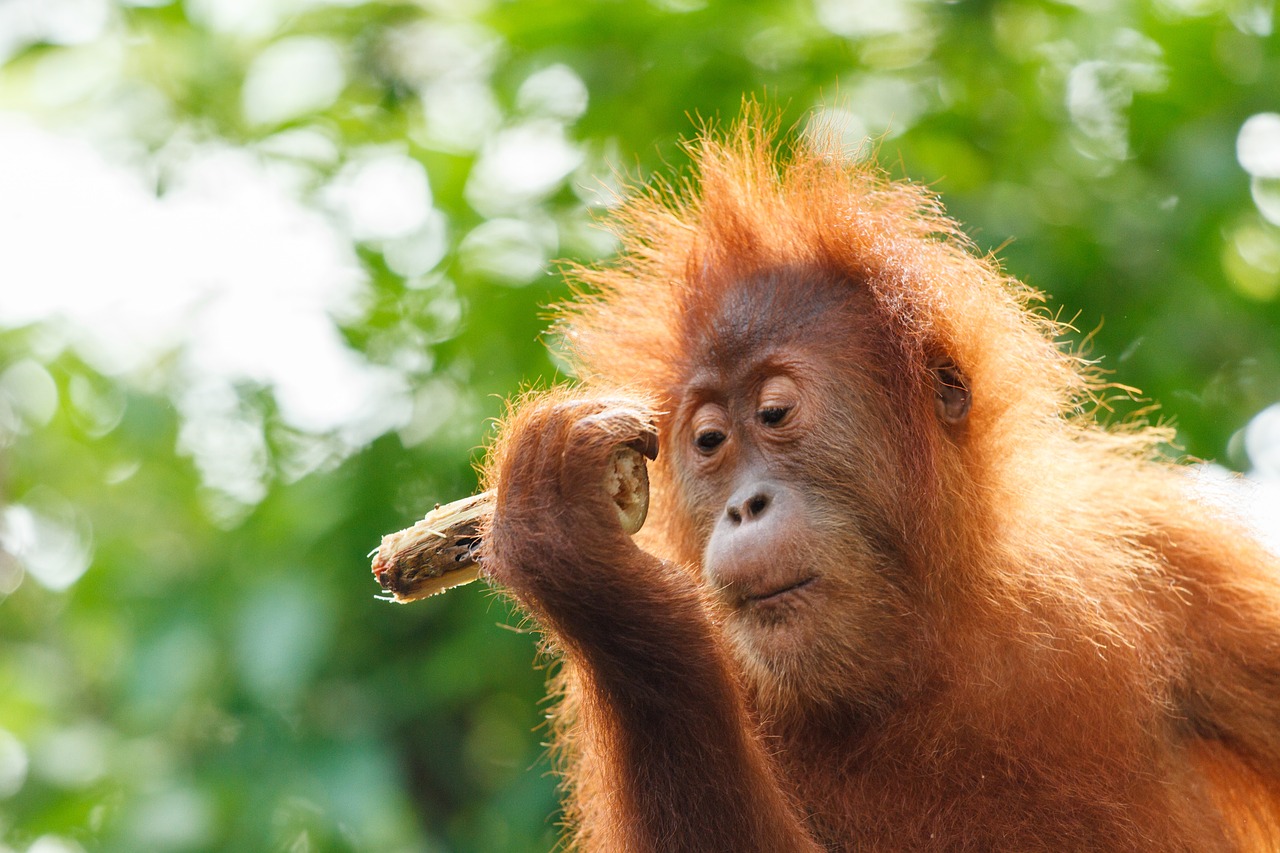 Orang-Utan, Kūdikis, Beždžionė, Orang Utan, Borneo, Zoologijos Sodas, Beždžionė, Kailis, Saldus, Gresia Pavojus