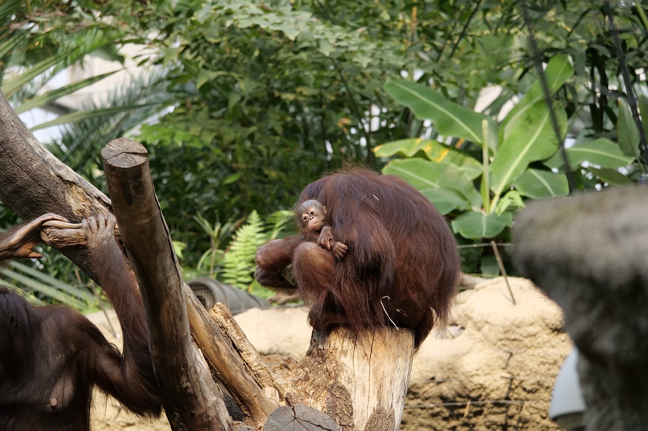 Orangutangas,  Orangutangas Kūdikis,  Pobūdį,  Motiniška Meilė,  Žinduolis,  Gyvūnijos Pasaulyje,  Primatų,  Beždžionė,  Zoo,  Zoo - Rostokas