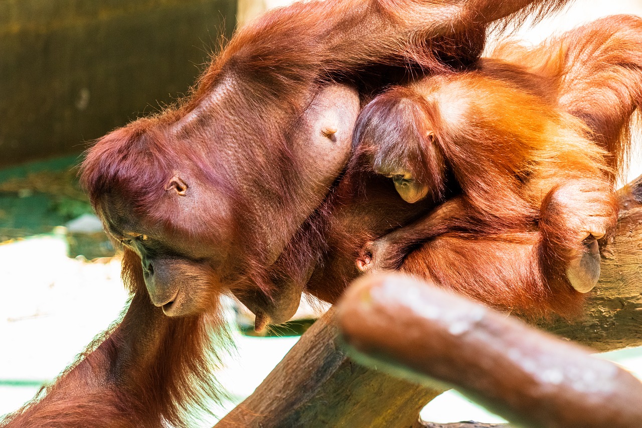 Orang Utan,  Beždžionė,  Primatų,  Orangutanai,  Gyvūnas,  Žinduolis,  Gyvūnų Pasaulyje Orangutangas Motina,  Vaikas,  Motina Ir Vaikas, Nemokamos Nuotraukos