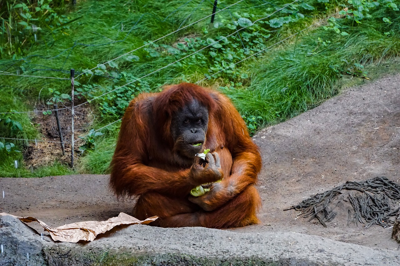 Orang Utan,  Beždžionė,  Primatų,  Žinduolis,  Orangutangas,  Zoo,  Gyvūnų,  Oranžinė,  Kailis, Nemokamos Nuotraukos