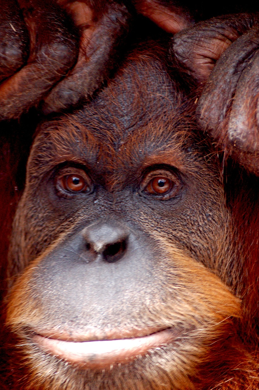 Orang Utan, Beždžionė, Zoologijos Sodas, Melburnas, Gyvūnas, Portretas, Uždaryti, Žinduolis, Vaizdas, Veidas