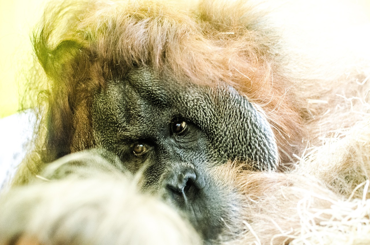 Orang Utan, Beždžionė, Laukiniai, Žinduolis, Sumatra, Džiunglės, Ape, Borneo, Orangutanas, Primatas