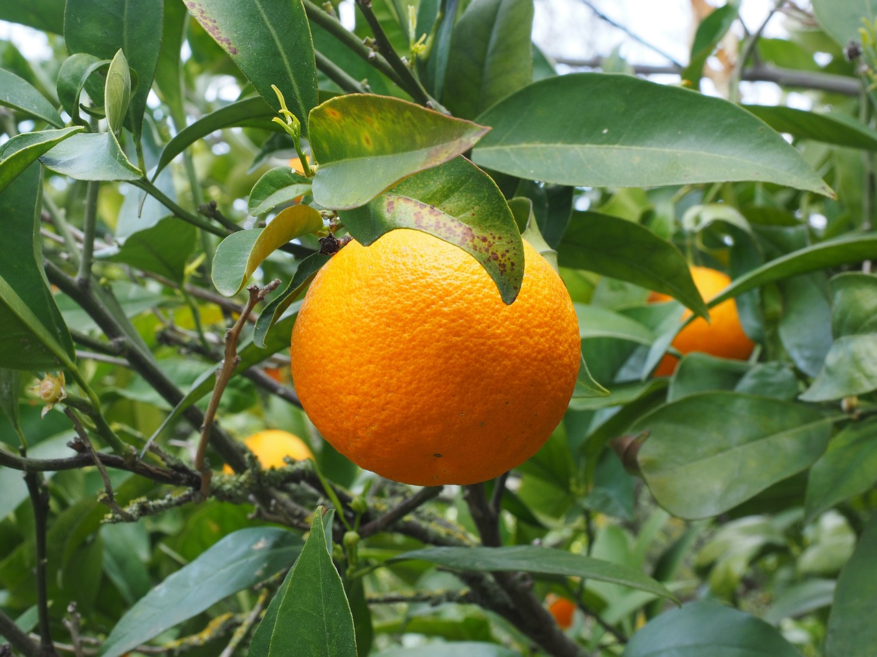 Oranžinė, Vaisiai, Oranžinis Medis, Citrusinis Vaisius, Medis, Periwinkle, Citrusiniai, Deimantinis Žalias, Rutaceae, Citrusinių Vaisių Medis