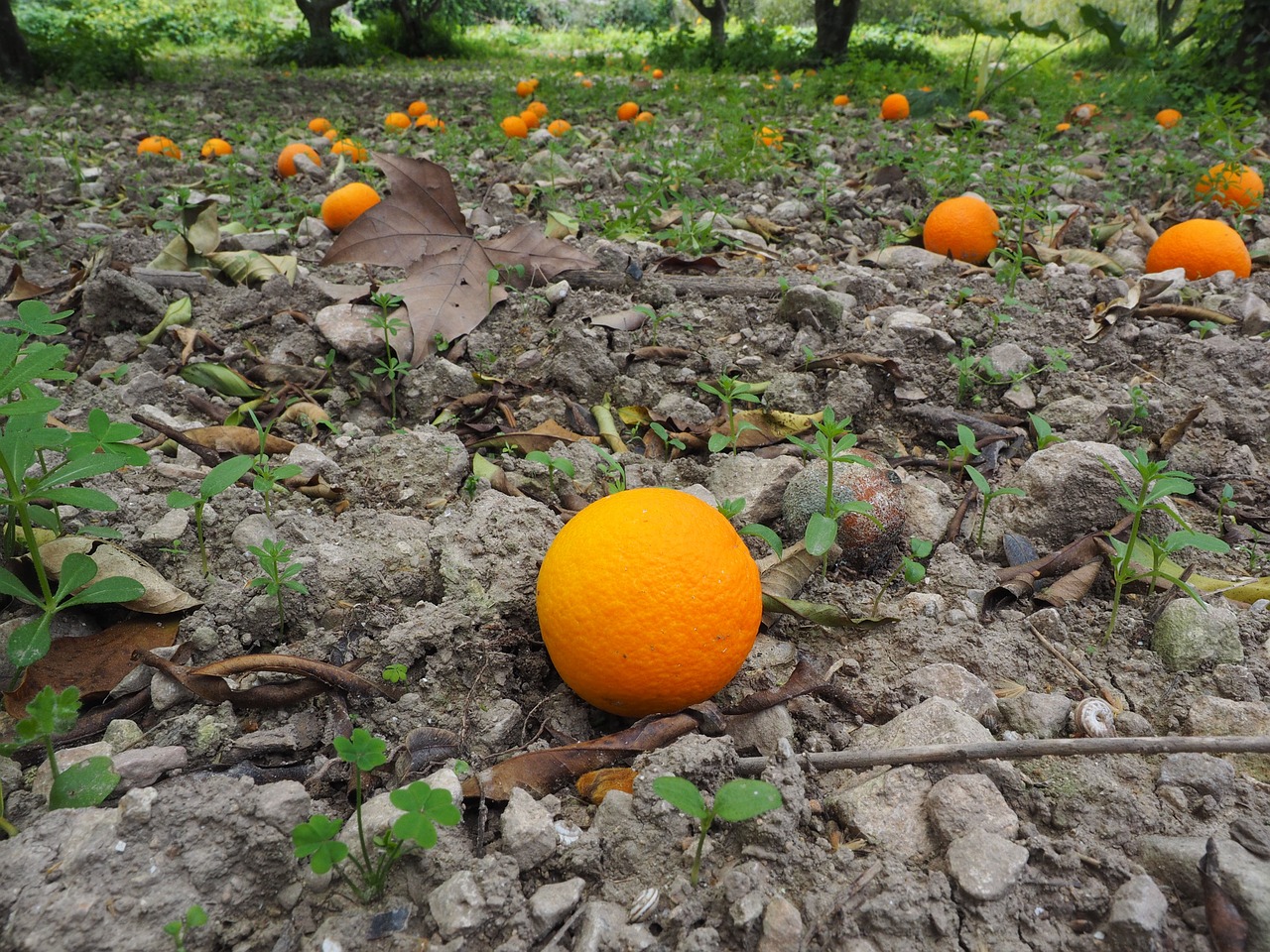 Oranžinė, Vaisiai, Prinokę, Netikėtas, Citrusinis Vaisius, Sveikas, Vitaminai, Skanus, Nemokamos Nuotraukos,  Nemokama Licenzija