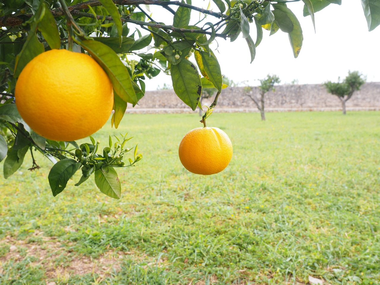 Oranžinė, Vaisiai, Oranžinis Medis, Citrusinis Vaisius, Medis, Periwinkle, Citrusiniai, Deimantinis Žalias, Rutaceae, Citrusinių Vaisių Medis