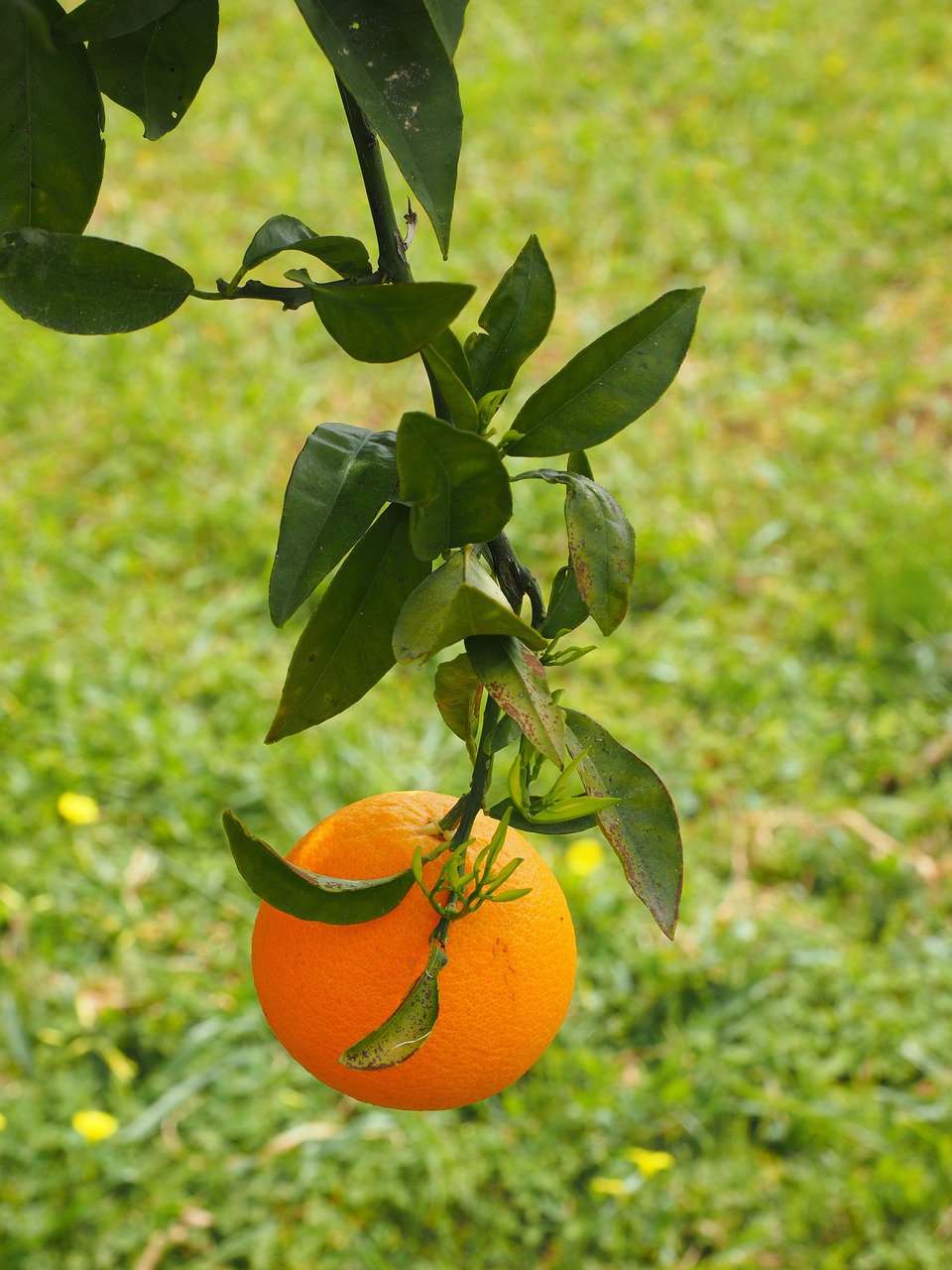 Oranžinė, Vaisiai, Oranžinis Medis, Citrusinis Vaisius, Medis, Periwinkle, Citrusiniai, Deimantinis Žalias, Rutaceae, Citrusinių Vaisių Medis