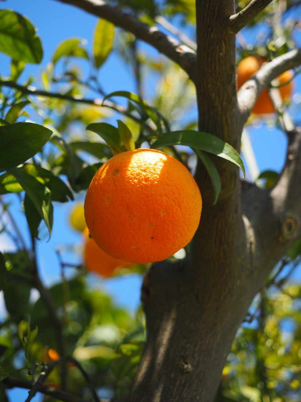 Oranžinė, Vaisiai, Oranžinis Medis, Citrusinis Vaisius, Medis, Periwinkle, Citrusiniai, Deimantinis Žalias, Rutaceae, Citrusinių Vaisių Medis