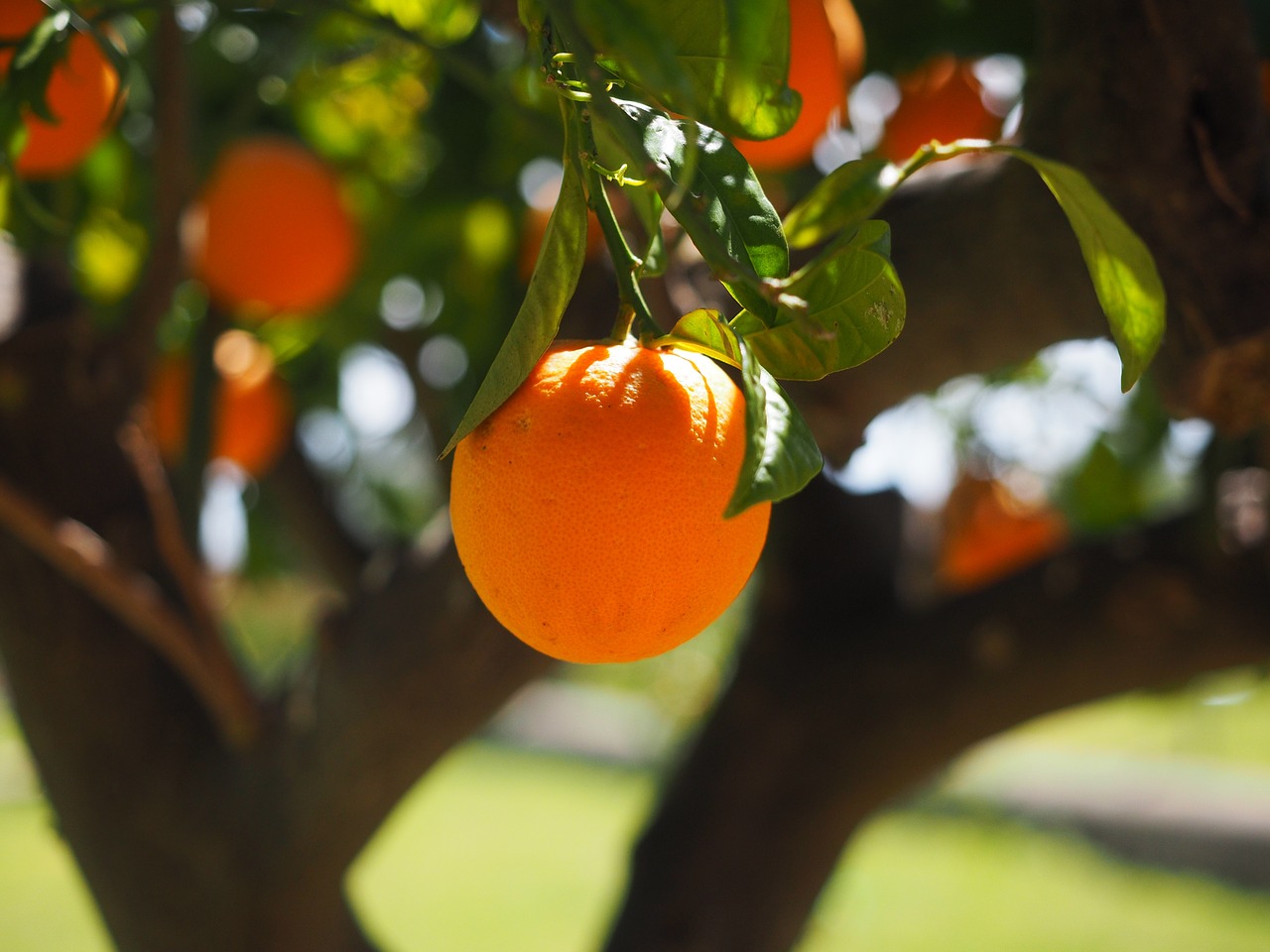 Oranžinė, Žurnalas, Gentis, Apelsinų Medžio Kamieno, Vaisiai, Oranžinis Medis, Citrusinis Vaisius, Medis, Periwinkle, Citrusiniai