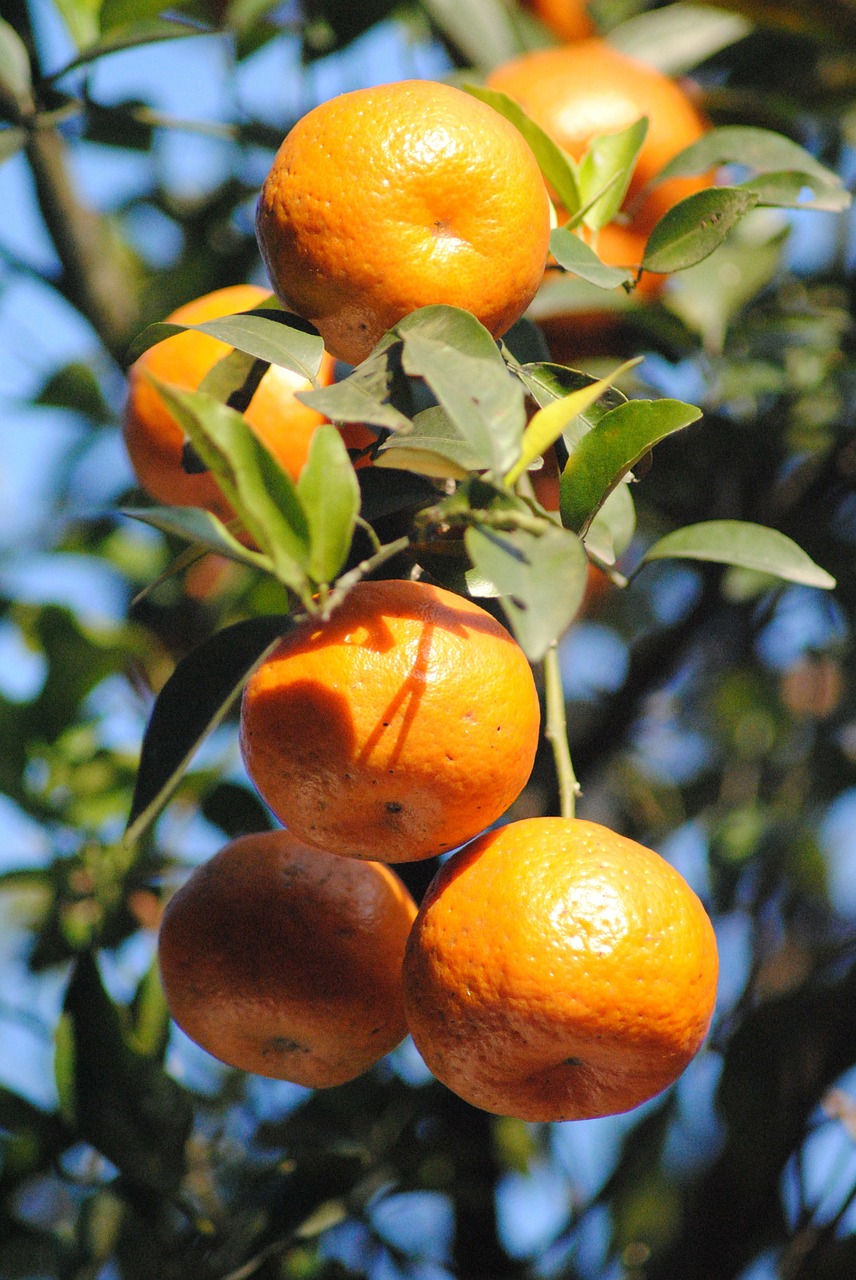 Oranžinė, Krūva, Vaisiai, Prinokę, Vitaminas, Medis, Filialas, Nemokamos Nuotraukos,  Nemokama Licenzija