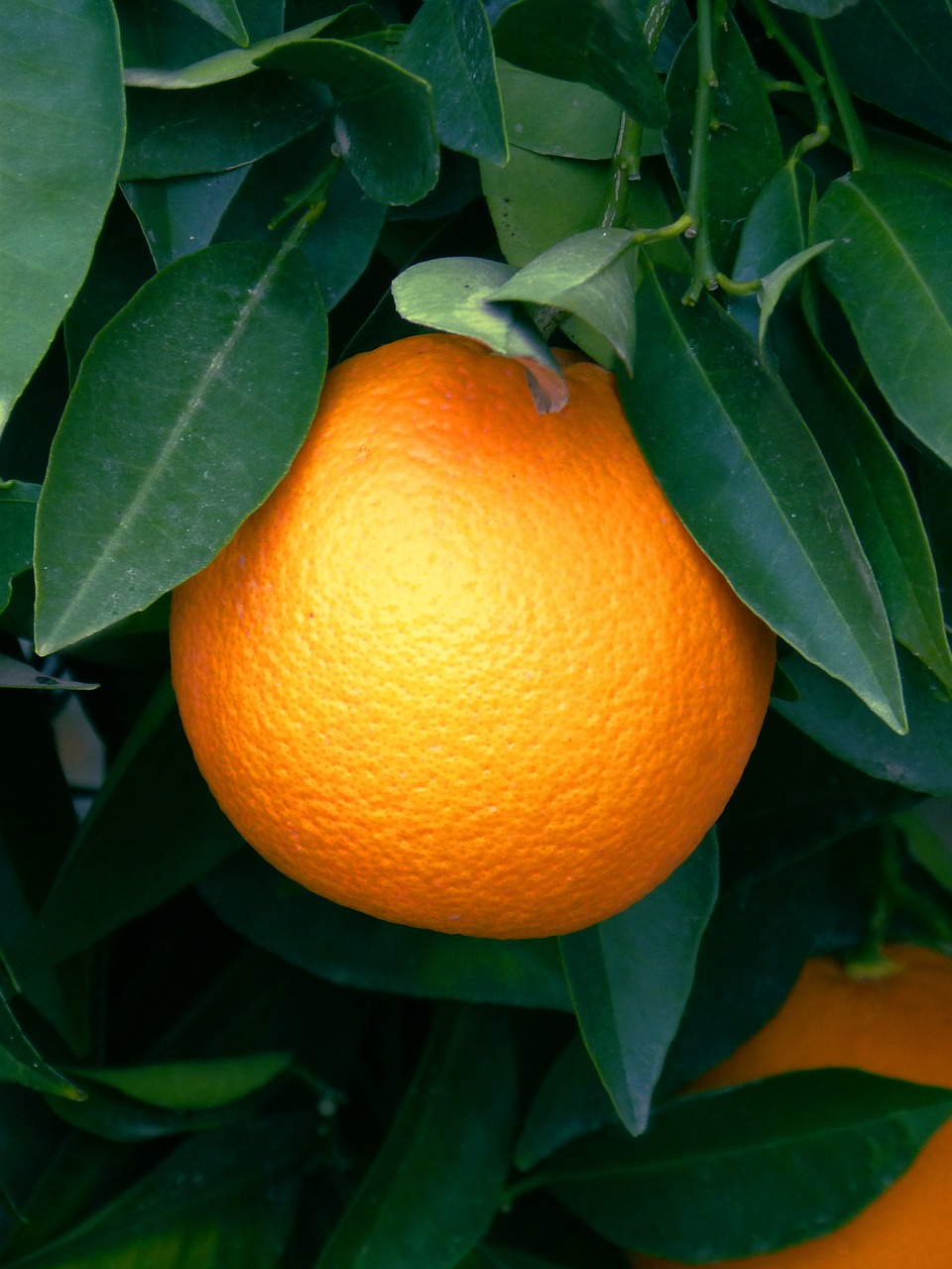Oranžinė, Naranjo, Citrinų, Vaisiai, Nemokamos Nuotraukos,  Nemokama Licenzija