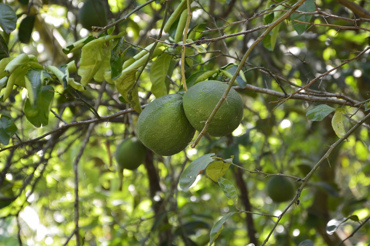 Oranžinė, Žalias, Vaisiai, Gamta, Nemokamos Nuotraukos,  Nemokama Licenzija