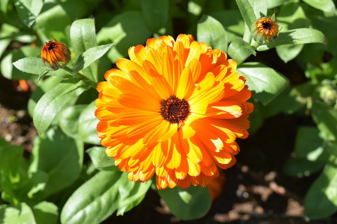 Oranžinė, Gėlė, Žalias, Makro, Augalas, Žiedas, Vasara, Iceland, Žydėti, Šviesus