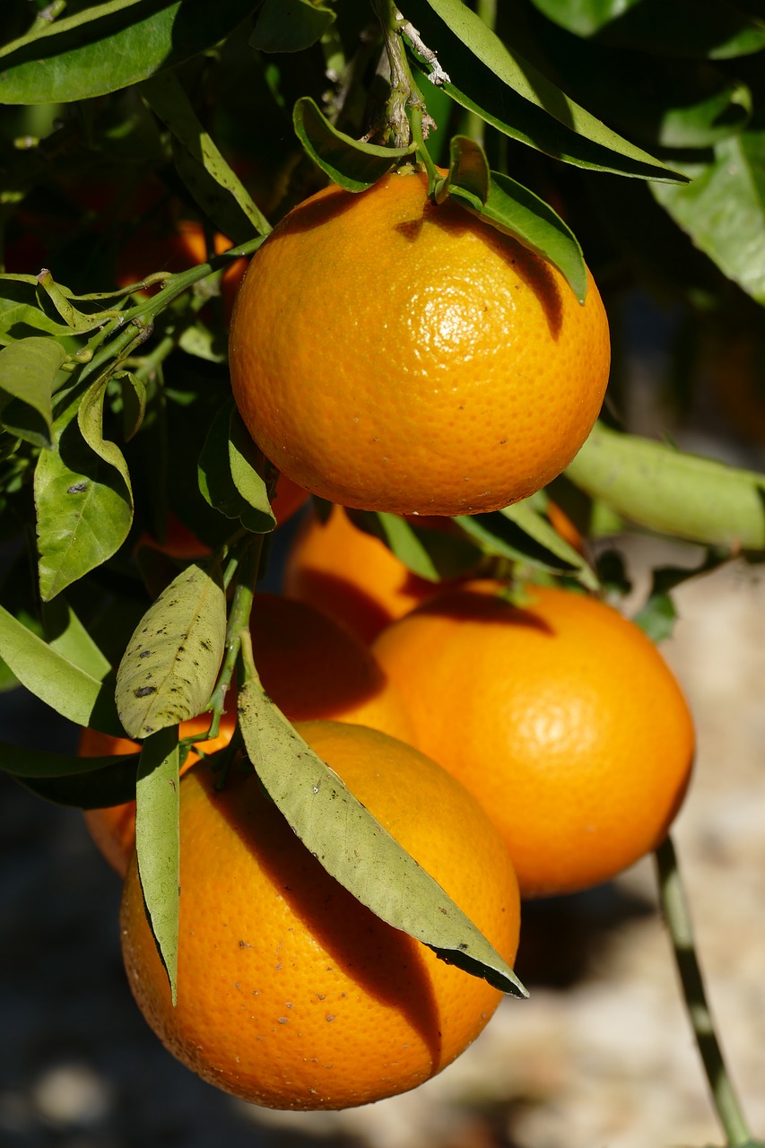 Oranžinė, Zuidvrucht, Vaisiai, Citrusiniai, Vitaminai, Medis, Žemės Ūkio, Sap, Ispanija, Nemokamos Nuotraukos