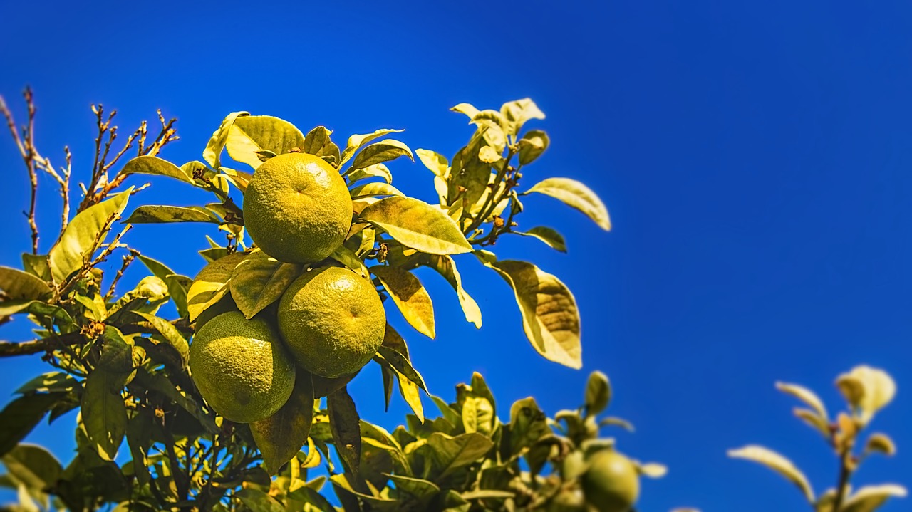 Oranžinė, Žalias, Dangus, Gamta, Flora, Lapai, Medis, Vasara, Lapija, Nemokamos Nuotraukos