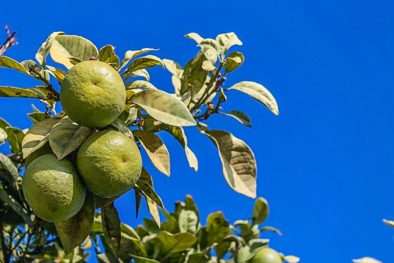 Oranžinė, Žalias, Vaisiai, Gamta, Flora, Lapai, Medis, Lapija, Nemokamos Nuotraukos,  Nemokama Licenzija