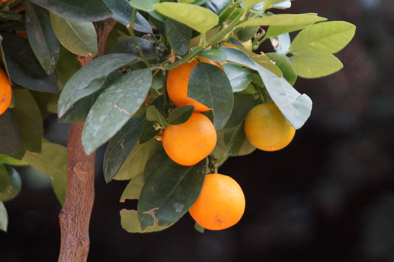 Oranžinė,  Orange Tree,  Vaisių,  Sveiki,  Mitybos,  Vaisiai,  Vitaminhaltig,  Šviežias,  Skanus,  Augalų