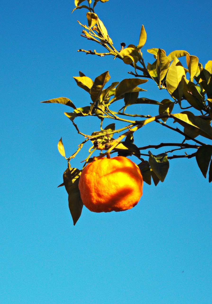 Oranžinė, Citrusiniai, Medis, Vaisiai, Sveikas, Gamta, Viduržemio Jūros, Saldus, Maistas, Vitaminas