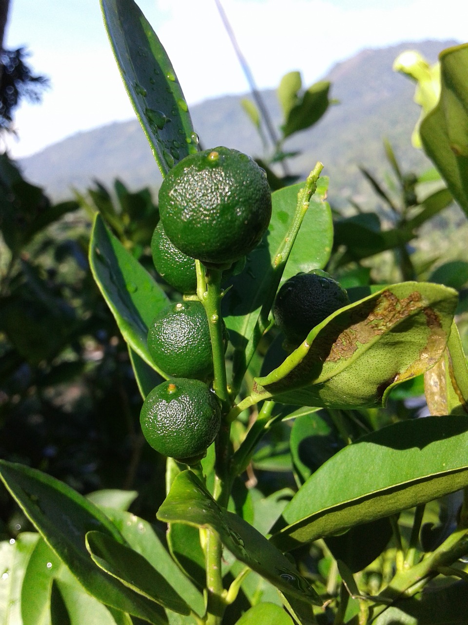 Oranžinė, Žalias, Limon, Vaisiai, Sodas, Gamta, Sveikas, Šviežias, Nemokamos Nuotraukos,  Nemokama Licenzija