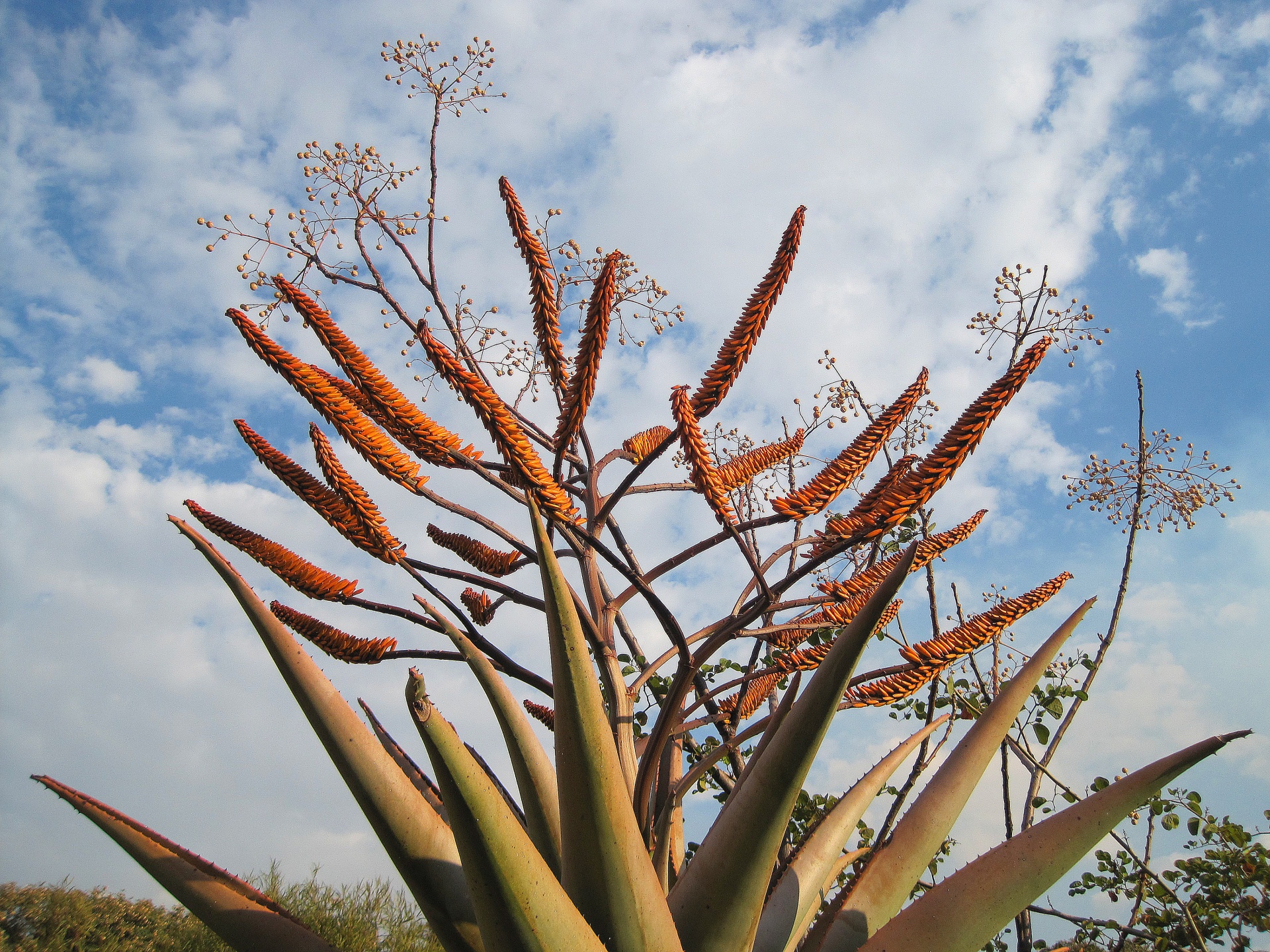 Gėlės,  Oranžinė,  Aštrus,  Aloe,  Lapai,  Sultingas,  Oranžinės Alavijo Gėlės, Nemokamos Nuotraukos,  Nemokama Licenzija