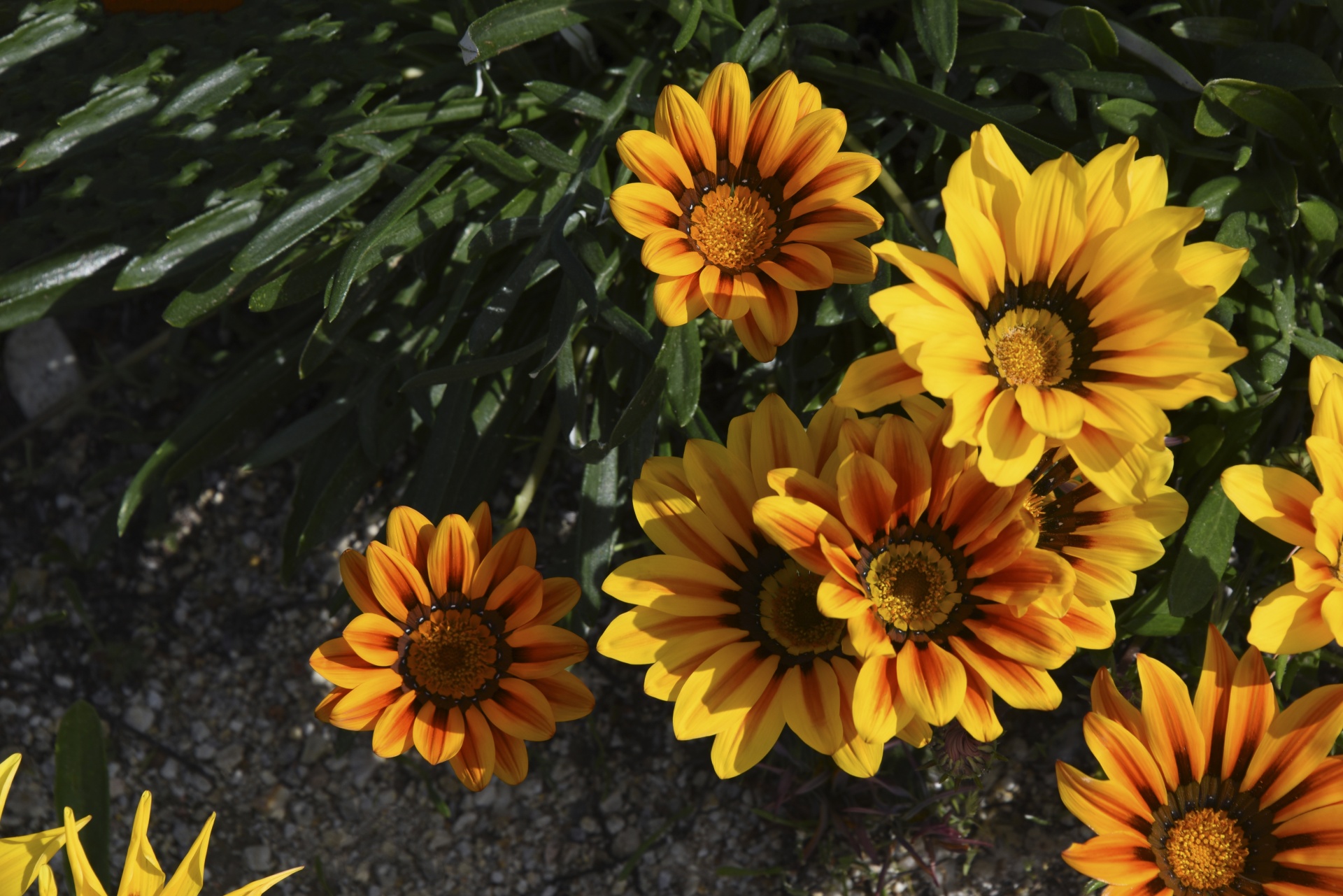 Gėlė,  Fonas,  Geltona,  Oranžinė,  Žalias,  Wildflower,  Oranžinė Ir Geltona Gėlė, Nemokamos Nuotraukos,  Nemokama Licenzija