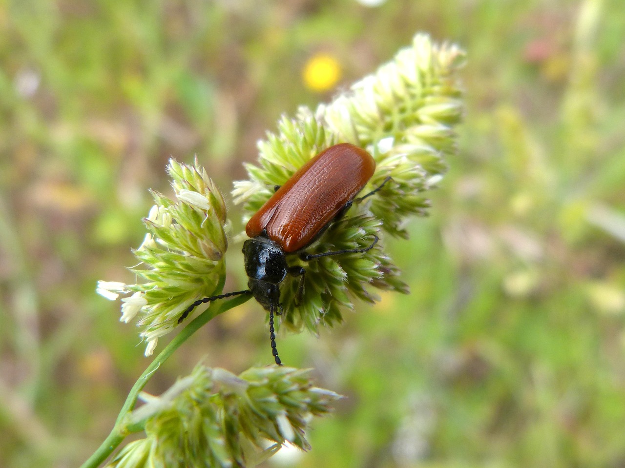 Oranžinis Vabalas, Lepidopteran, Vabzdys, Išsamiai, Nemokamos Nuotraukos,  Nemokama Licenzija