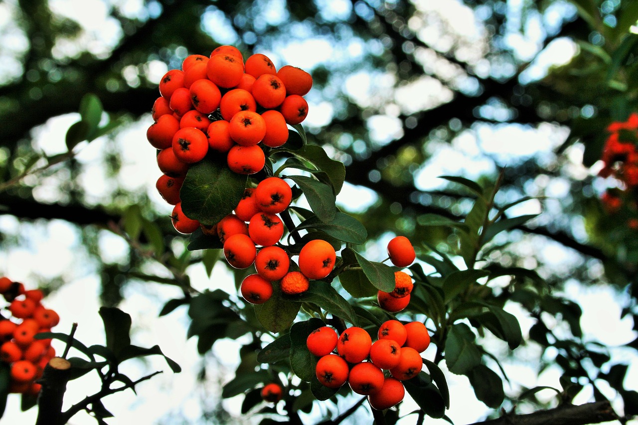 Apelsinų Uogos, Uogos, Oranžinė, Šviesus, Mėsingas, Suapvalintas, Sėkla, Ruduo, Nemokamos Nuotraukos,  Nemokama Licenzija