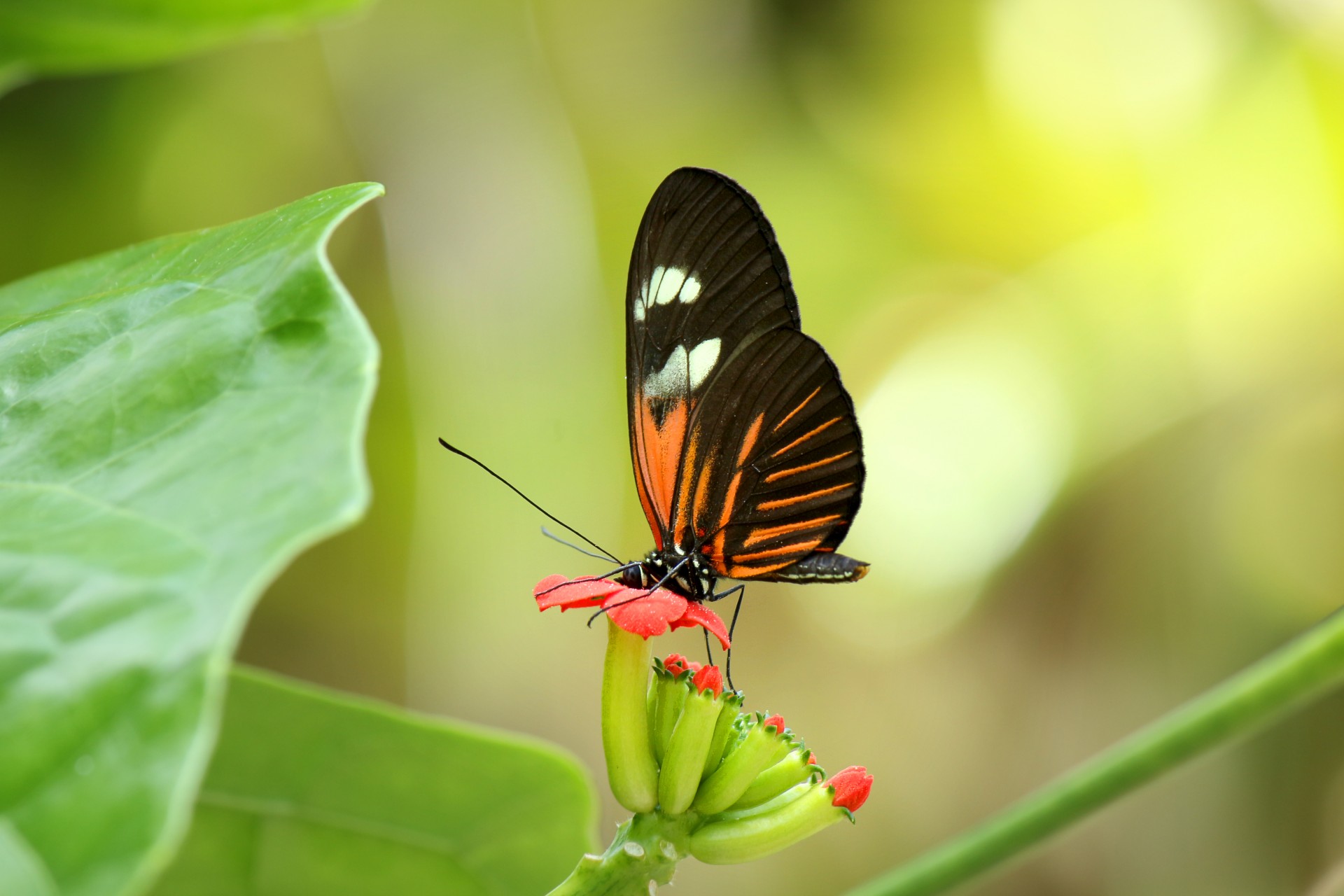 Drugelis,  Lepidoptera,  Vabzdys,  Sparnai,  Gėlė,  Oranžinė,  Juoda,  Sustingęs,  Subtilus,  Šviesa