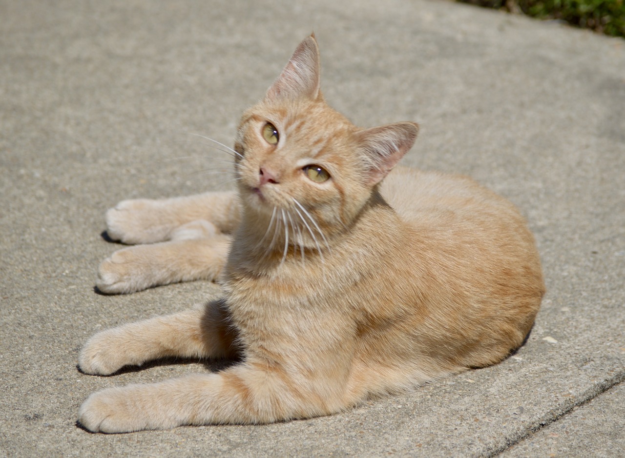 Oranžinė Katė, Kačiukas, Tabby, Imbieras, Kačių, Nemokamos Nuotraukos,  Nemokama Licenzija