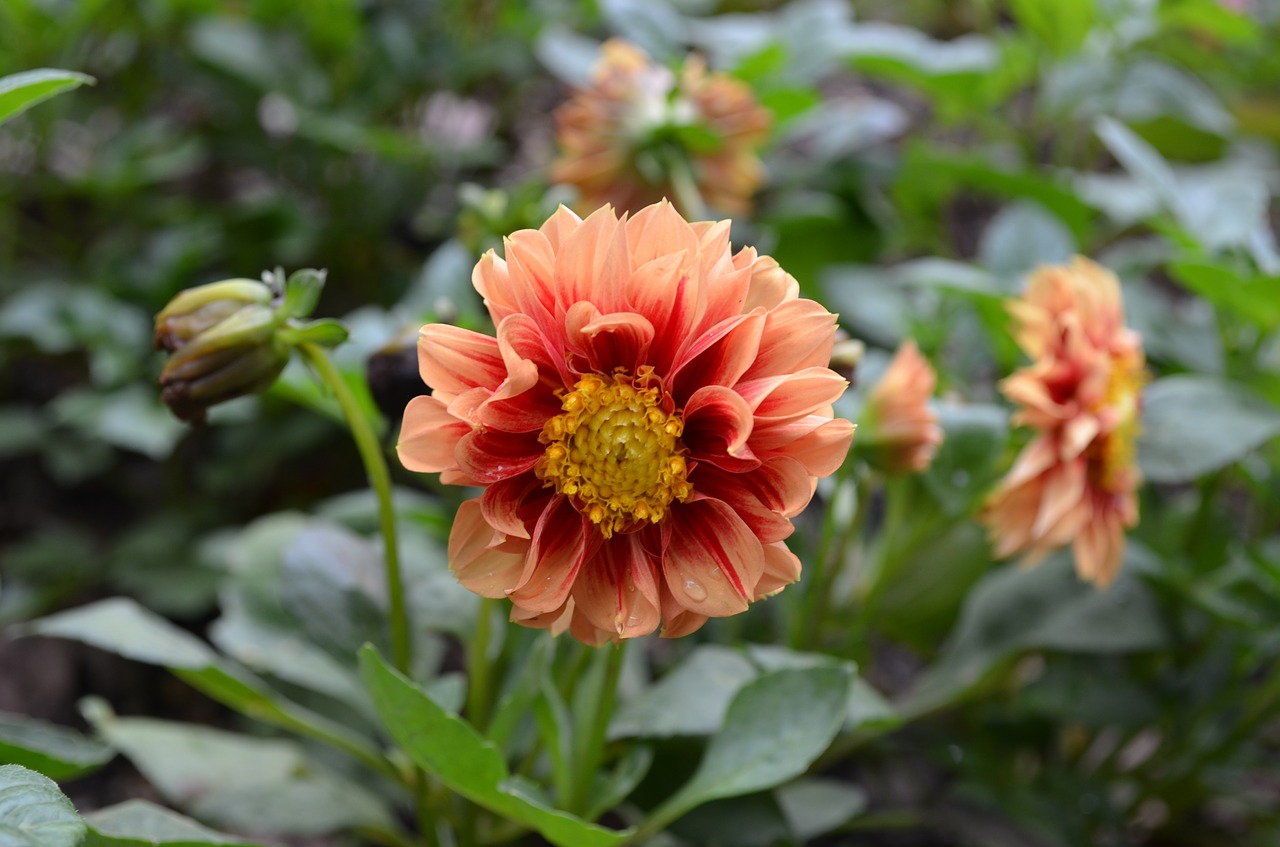 Oranžinė Dahlia,  Gėlė,  Žiedlapiai,  Žalias,  Šri Lanka,  Gamta,  Pavasaris,  Šviežias,  Spalvinga,  Aplinka