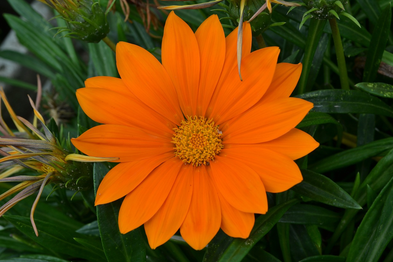 Oranžinė Daisy, Gėlė, Margaret, Nemokamos Nuotraukos,  Nemokama Licenzija
