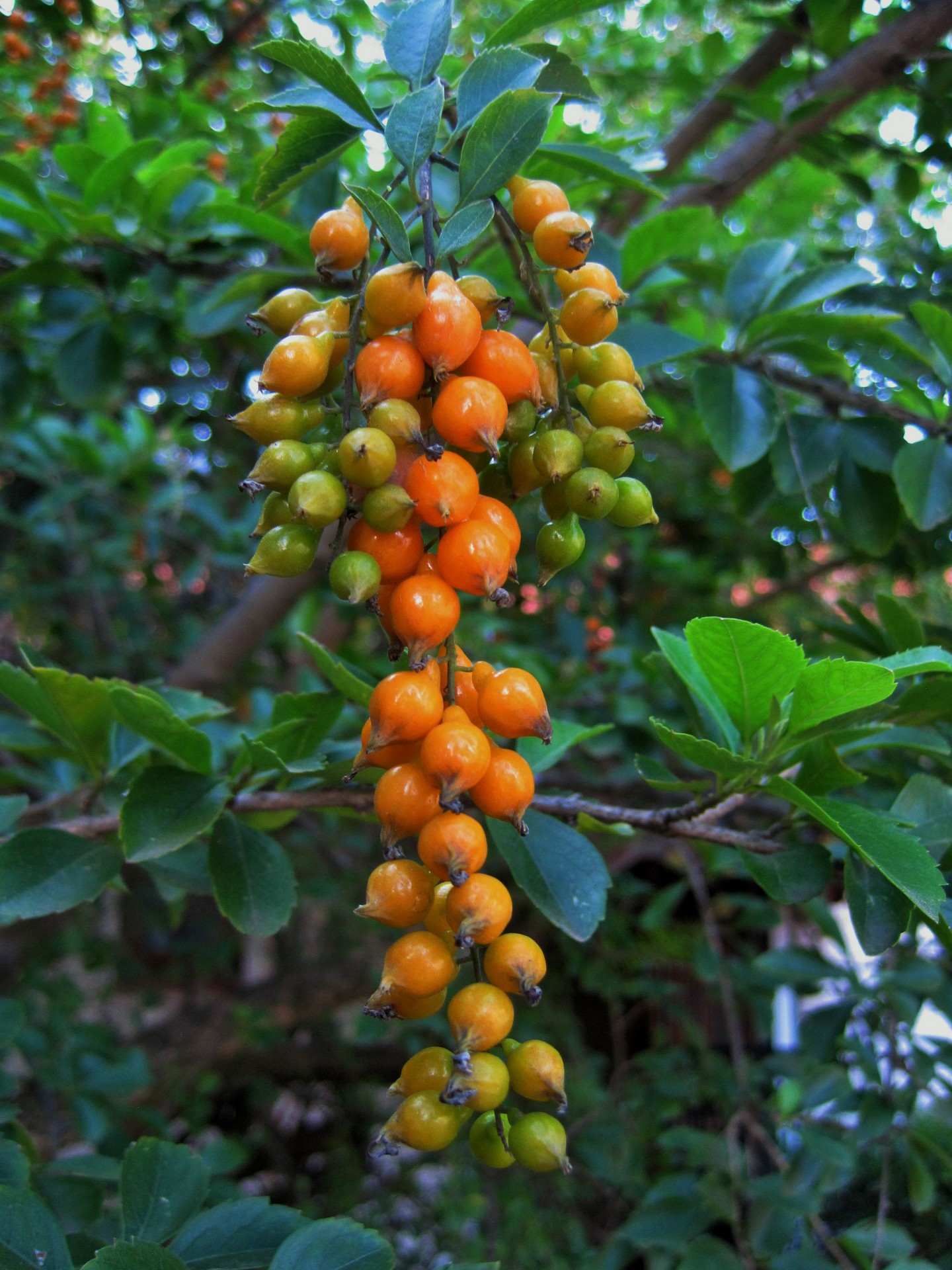 Uogos,  Duranta,  Oranžinė,  Blizgantis,  Oranžinės Durantos Uogos, Nemokamos Nuotraukos,  Nemokama Licenzija