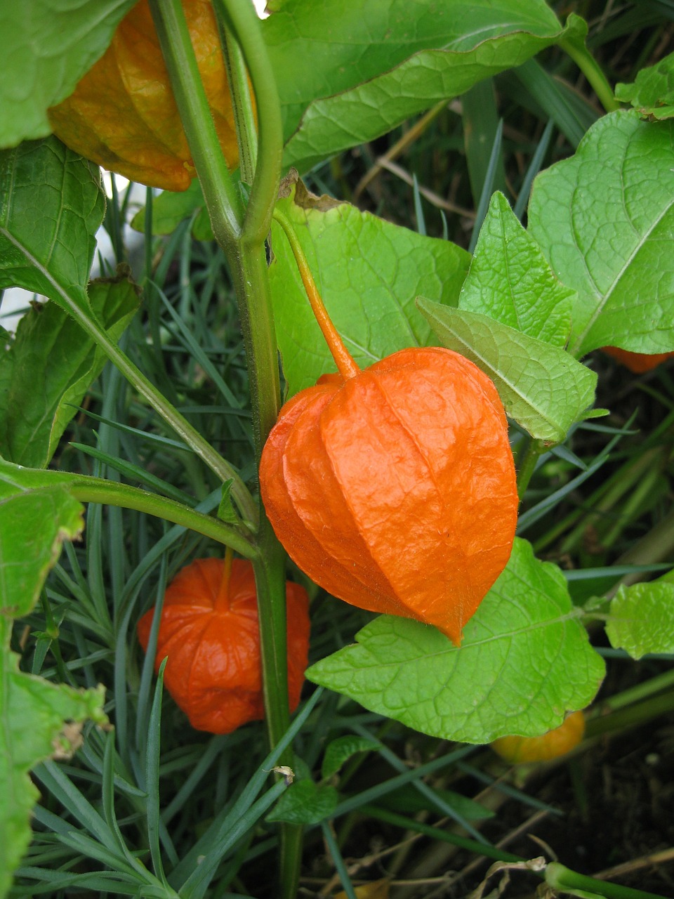 Oranžinė Gėlė, Sodas, Lapai, Gėlių, Augalas, Natūralus, Žiedas, Žydėti, Žiedlapis, Botanikos