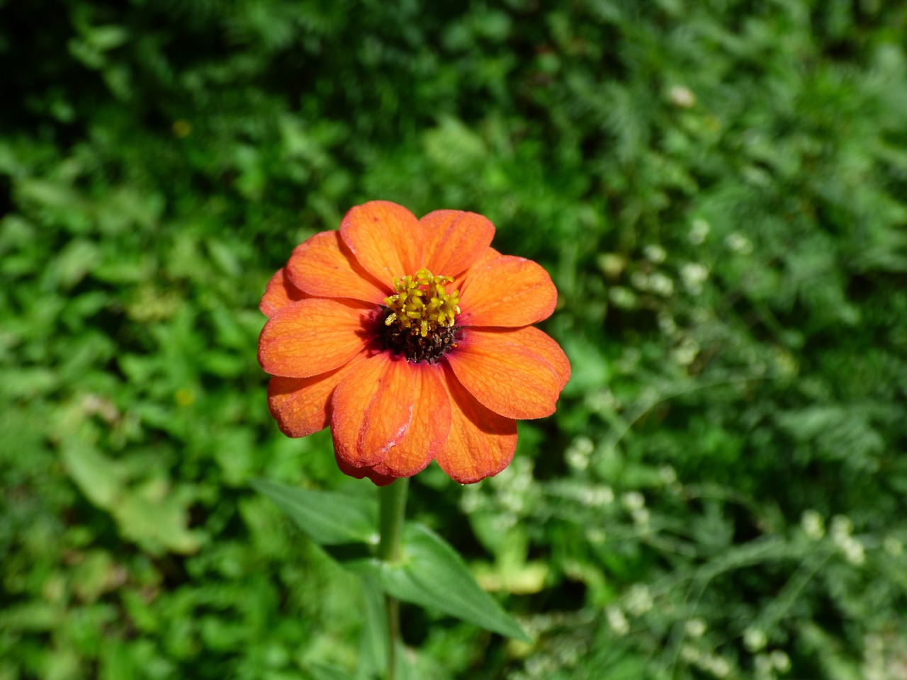 Apelsinų Gėlių Žiedlapiai, Oranžinė Daisy, Oranžinė Laukinė Gėlė, Kalnų Daisy, Nemokamos Nuotraukos,  Nemokama Licenzija