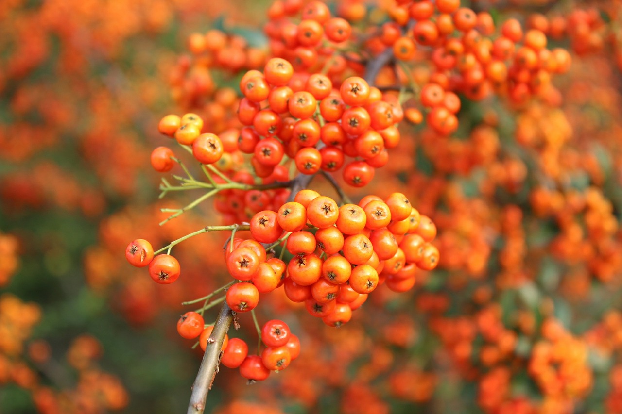 Oranžinis Vaisius, Ruduo, Sezoninis, Derlius, Vaisių Medžiai, Nemokamos Nuotraukos,  Nemokama Licenzija