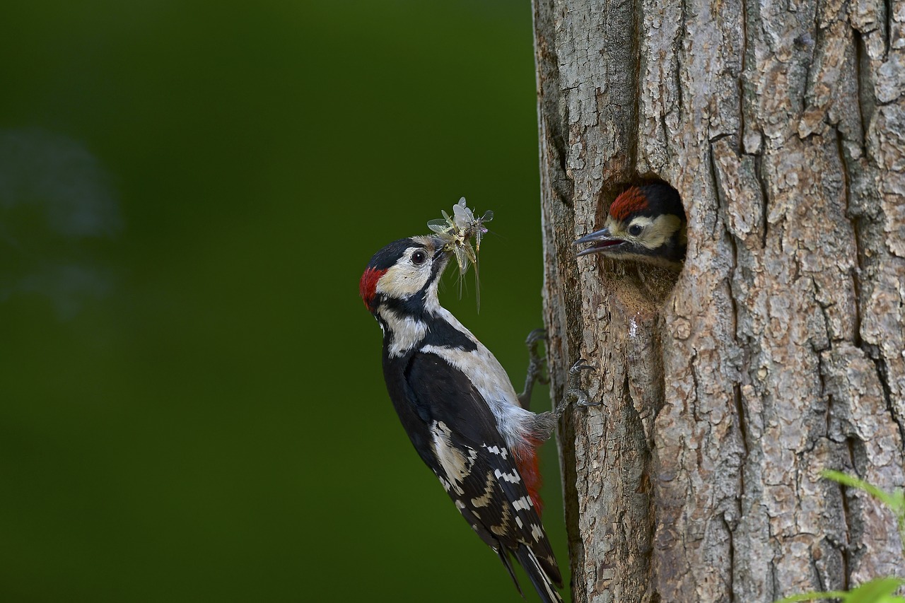 Oranžinė Sunku Mes,  Brooder,  Motina Paukštis,  Cub,  Viendiene,  Ši Vieta, Nemokamos Nuotraukos,  Nemokama Licenzija