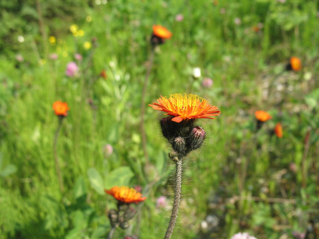 Oranžinė Hawkweed, Pilosella Aurantiaca, Gėlės, Žydėti, Žydi, Gamta, Augalai, Lauke, Pavasaris, Wildflower