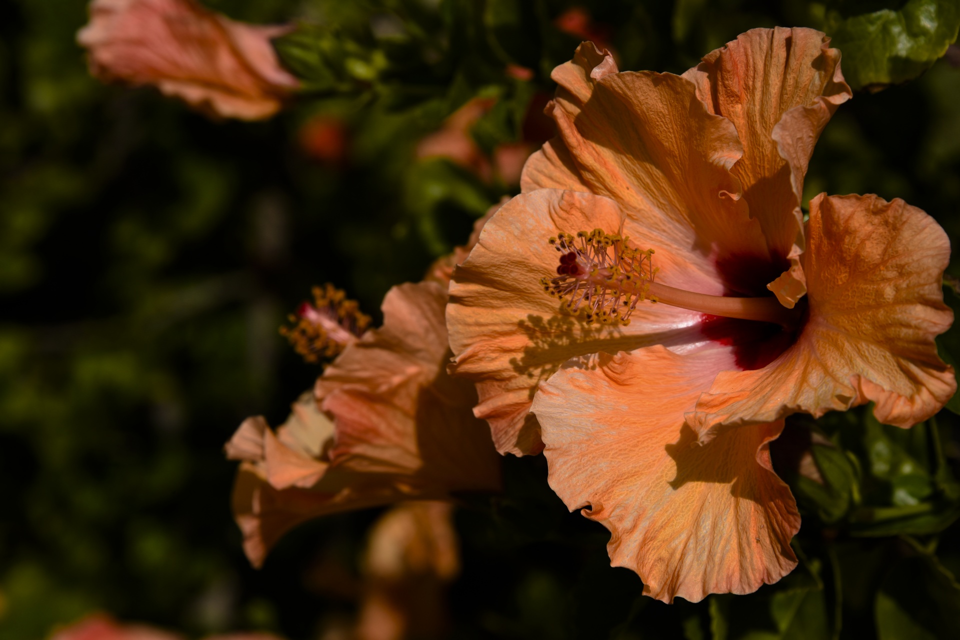 Gėlė,  Hibiscus,  Gėlės,  Izoliuotas,  Uždaryti,  Oranžinis Hibiscus, Nemokamos Nuotraukos,  Nemokama Licenzija