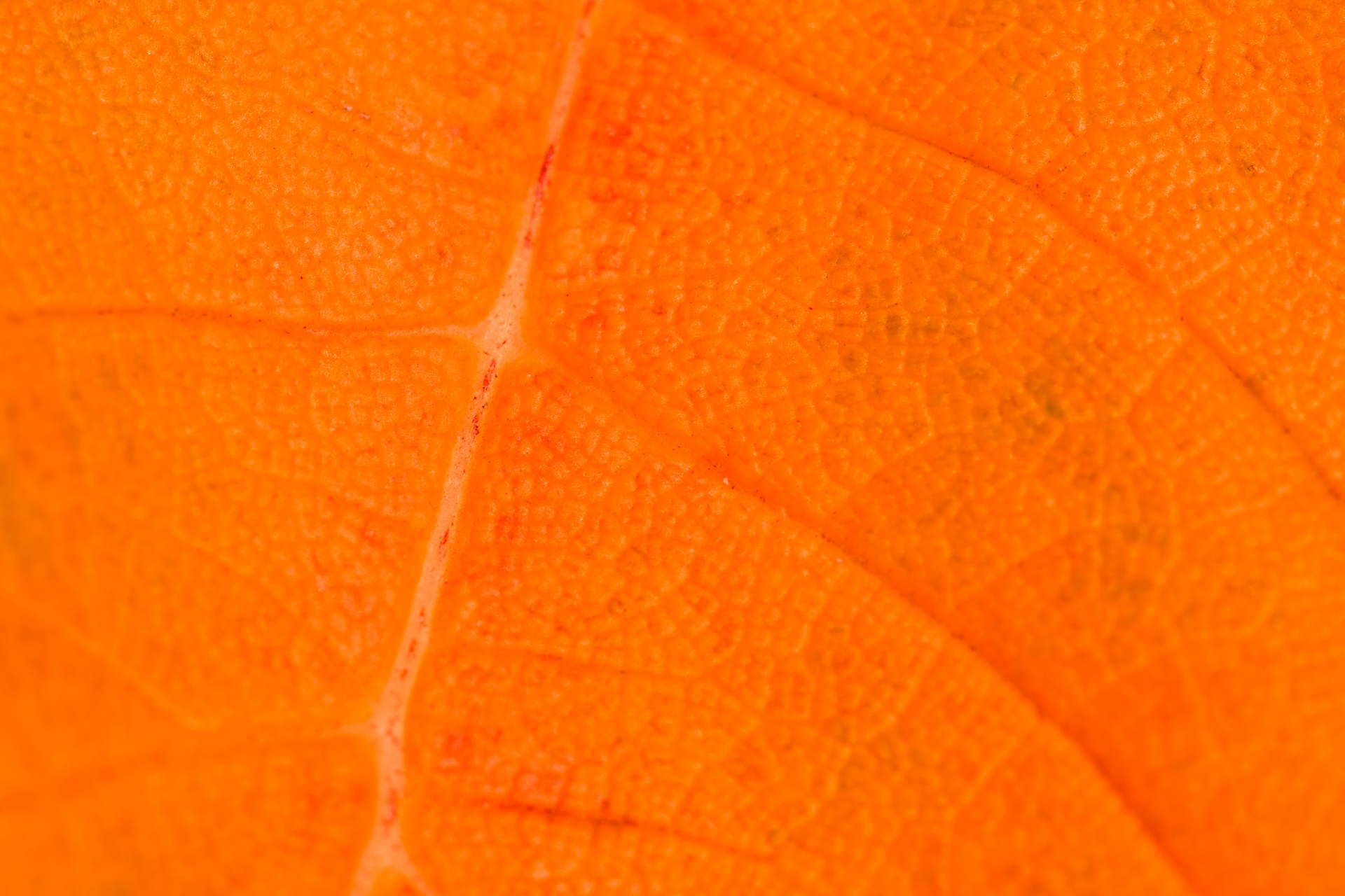Оранжевый 1 1 20 август 2021. Оранжевый лист. Оранжевый листочек. Апельсиновые листья. Осенний лист оранжевого цвета.