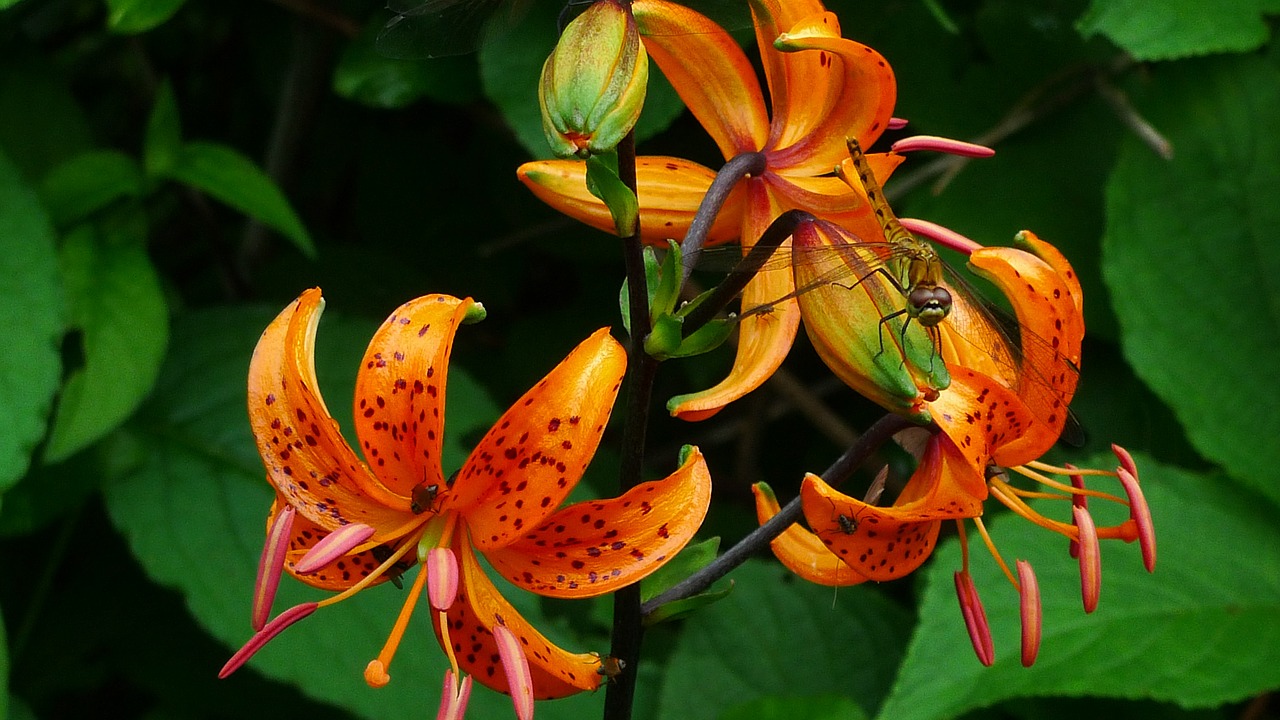 Oranžinė Lelija,  Wildflower,  Lazda,  Gėlės,  Vabzdžiai,  Gamta, Nemokamos Nuotraukos,  Nemokama Licenzija