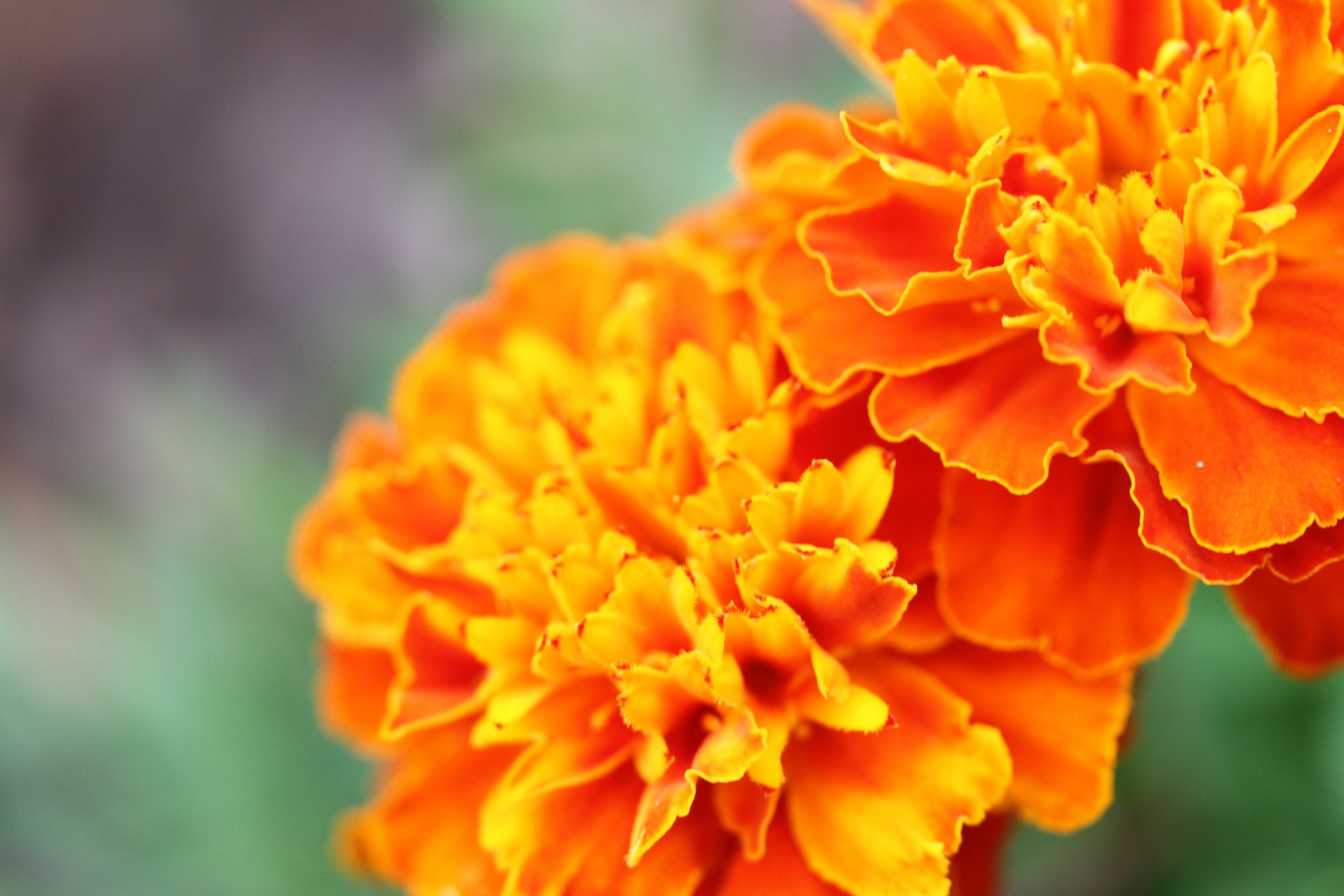 Oranžinė,  Gėlė,  Marigoldas,  Sodas,  Gėlės,  Grožis,  Gamta,  Graži,  Oranžinės Marigold, Nemokamos Nuotraukos