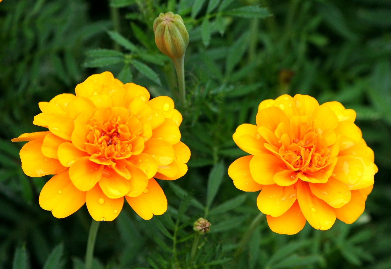 Oranžinės Marigolds, Gerberio Daisy, Gėlės, Žiedas, Šviežias, Gėlių, Vasara, Botanikos, Natūralus, Žydi
