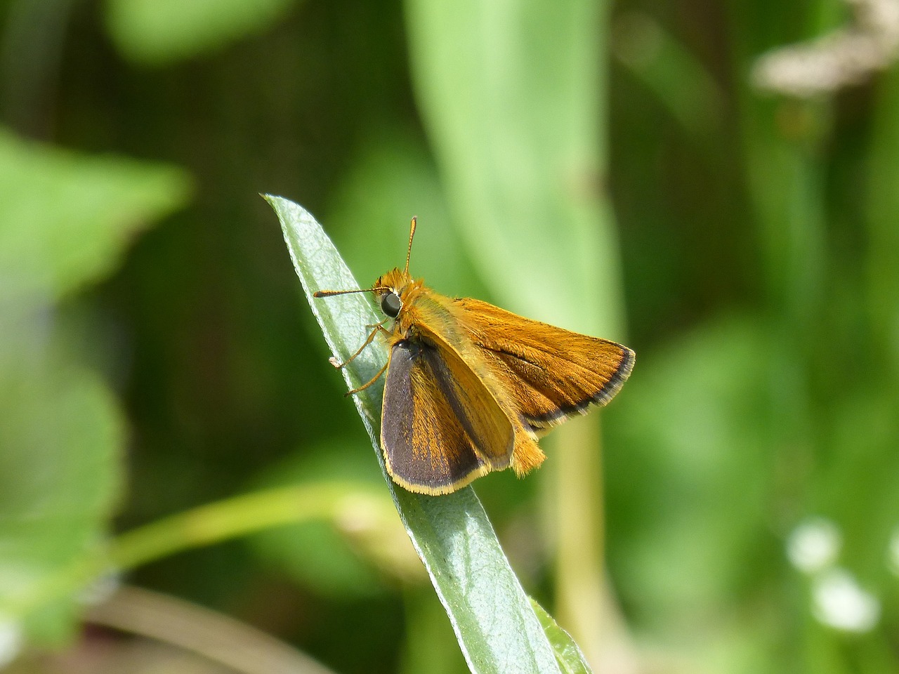 Oranžinė Kandžių,  Drugelis,  Episyrphus Balteatus,  Lapas, Nemokamos Nuotraukos,  Nemokama Licenzija