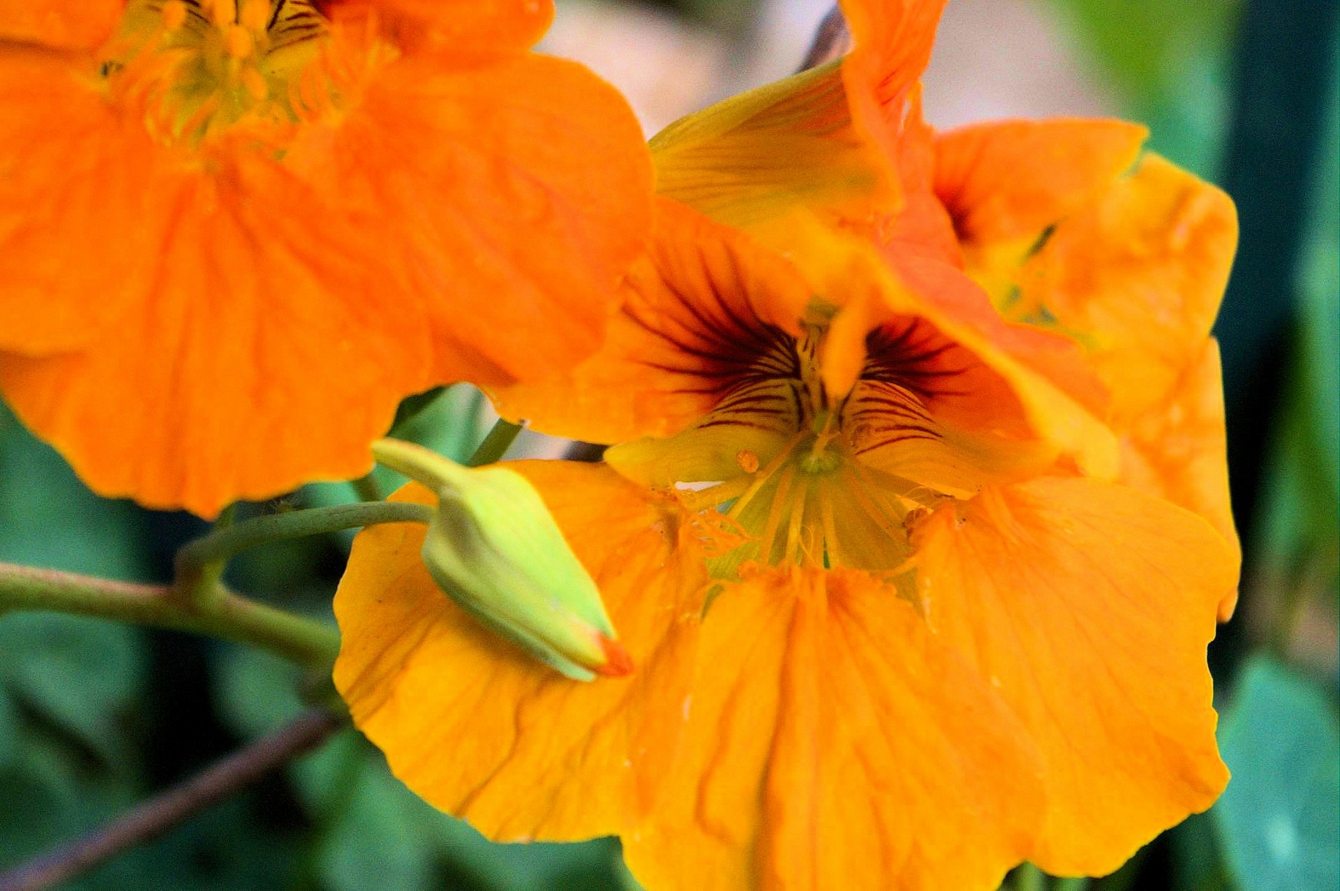 Oranžinė,  Nasturtium,  Gėlė,  Violetinė,  Iš Arti,  Pavasaris,  Flora,  Laimingas,  Gražus,  Sodas